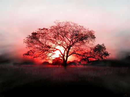 sunset-through-tree